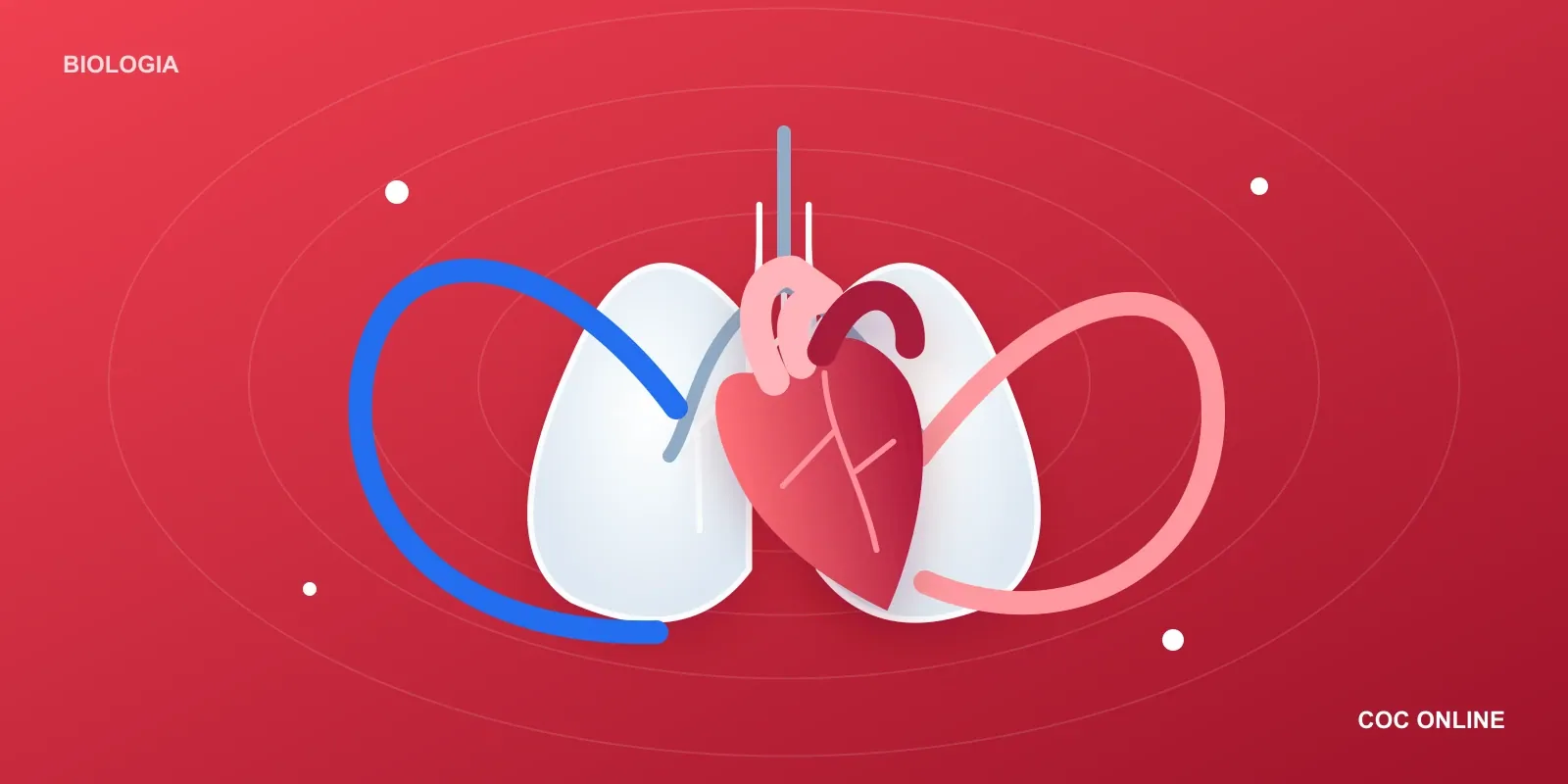 Ilustração de coração e pulmões conectados por linhas azuis e rosadas sobre fundo vermelho, representando circulação e respiração