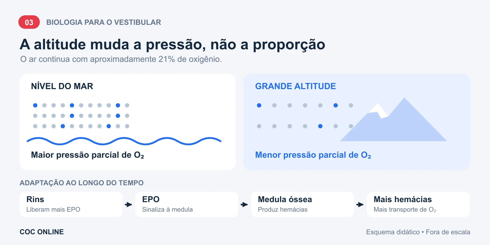 Nível do mar e grande altitude: o ar mantém aproximadamente 21% de oxigênio, mas sua pressão parcial diminui. A adaptação conecta rins, EPO, medula óssea e produção de hemácias.
