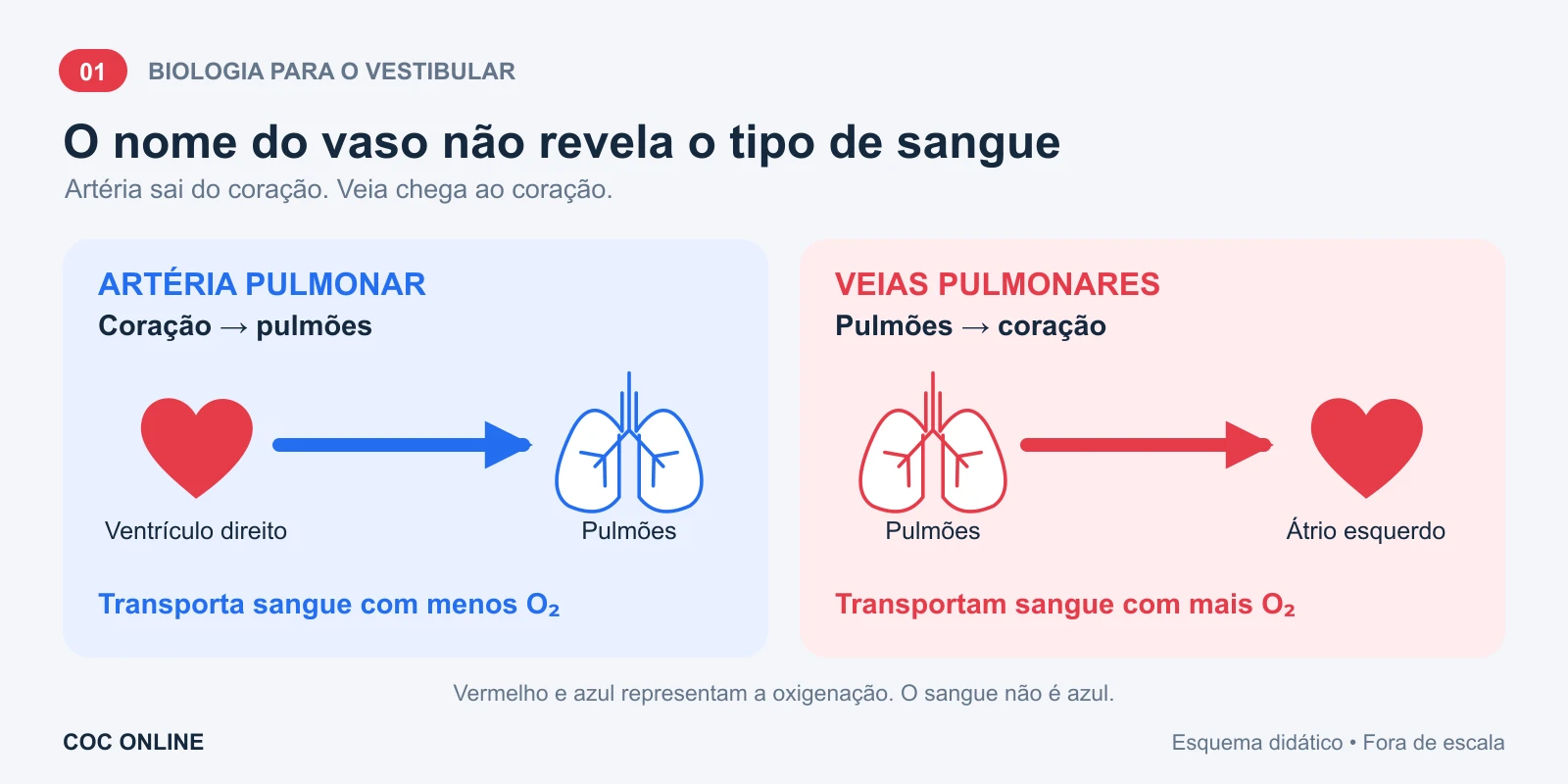 Artéria pulmonar: sangue com menos oxigênio do ventrículo direito aos pulmões. Veias pulmonares: sangue oxigenado dos pulmões ao átrio esquerdo.