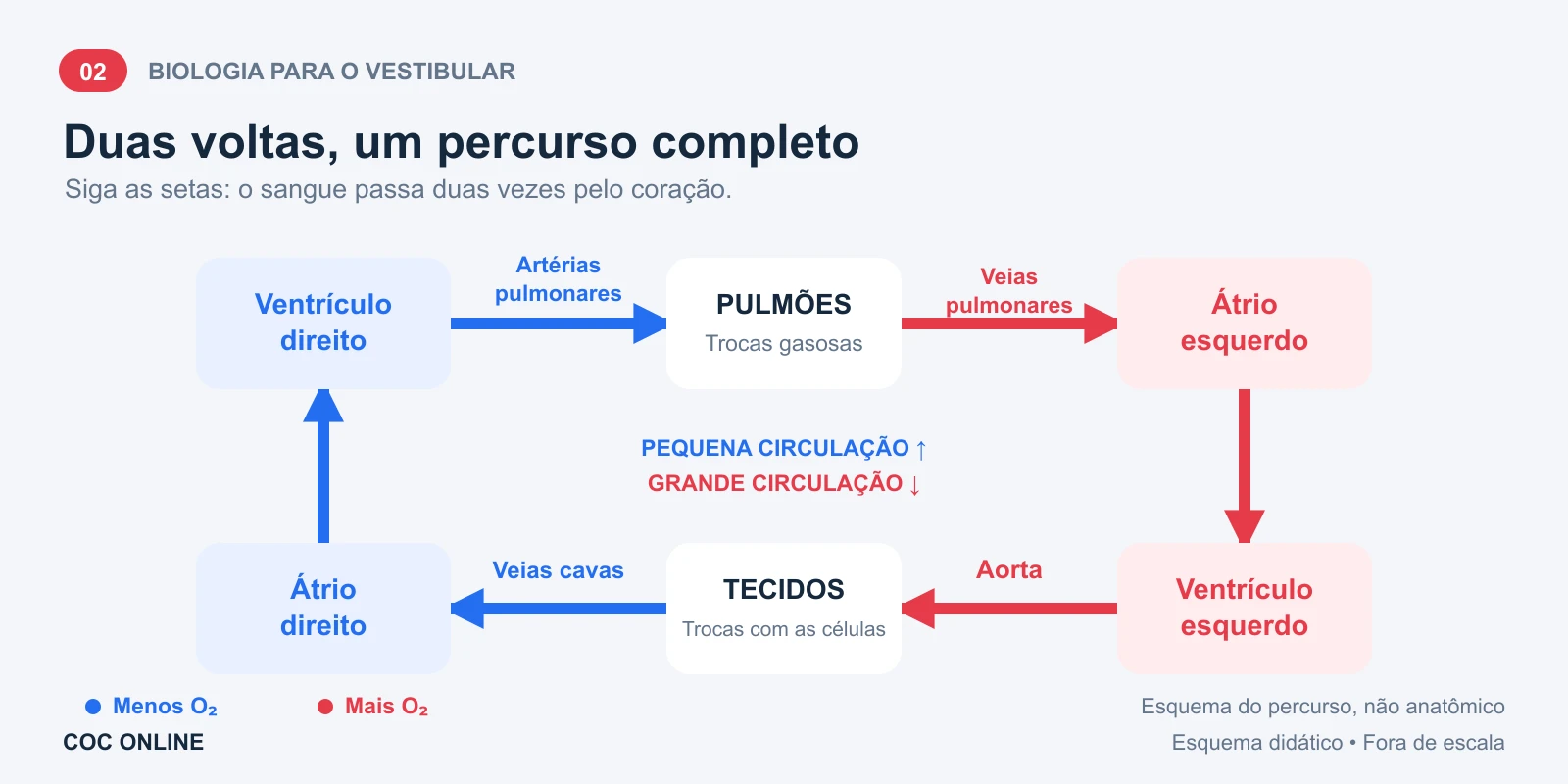 Percurso do sangue: átrio direito, ventrículo direito, artérias pulmonares, pulmões, veias pulmonares, átrio esquerdo, ventrículo esquerdo, aorta, tecidos e veias cavas.