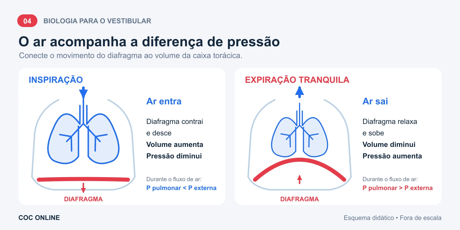 Inspiração: o diafragma desce, o volume aumenta e o ar entra. Expiração tranquila: o diafragma sobe, o volume diminui e o ar sai.