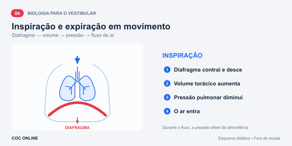 Animação da inspiração e da expiração tranquila: movimento do diafragma, expansão e redução dos pulmões, mudança de pressão e entrada e saída de ar.