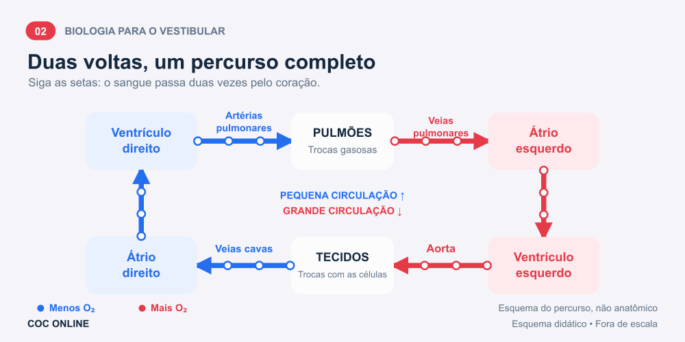 Animação do percurso do sangue pelo coração, pulmões e tecidos. Setas e partículas indicam a direção; azul indica menos oxigênio e vermelho, mais oxigênio.